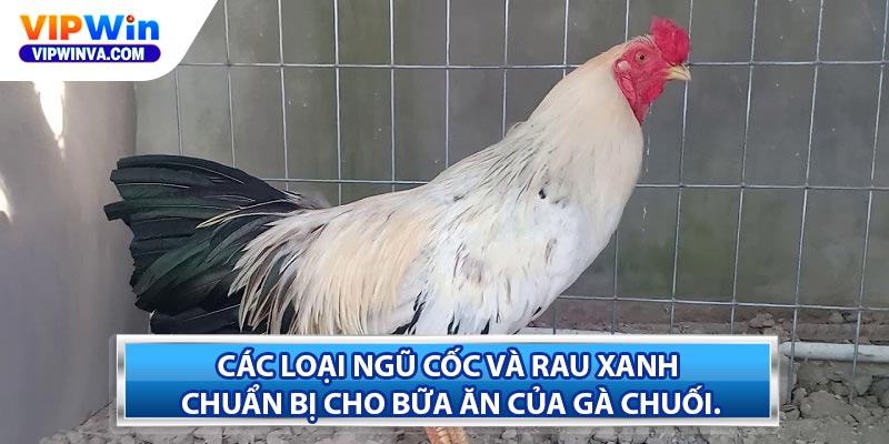 Các loại ngũ cốc và rau xanh chuẩn bị cho bữa ăn của gà chuối.