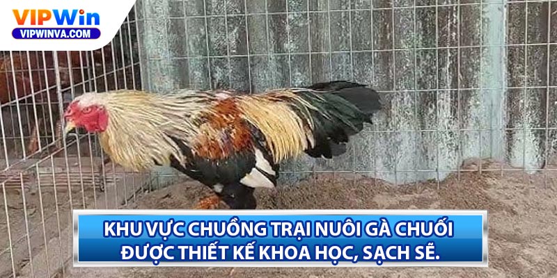 Khu vực chuồng trại nuôi gà chuối được thiết kế khoa học, sạch sẽ.